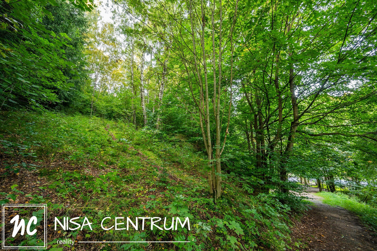 Prodej lesa 5 031 m² – pohled 4