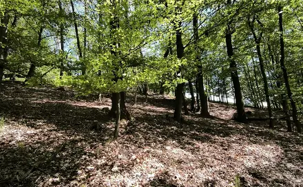 Prodej lesa 1 410 m², Lesnice - Drnovice