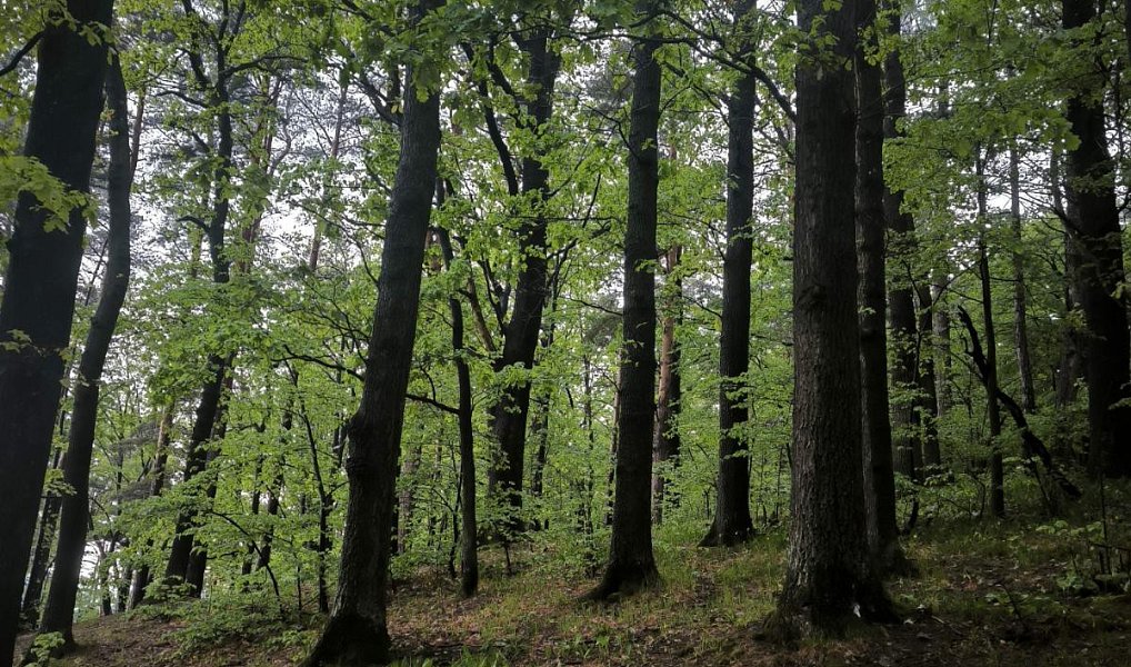 Prodej lesa 23 360 m², Bernartice – náhled fotky 10