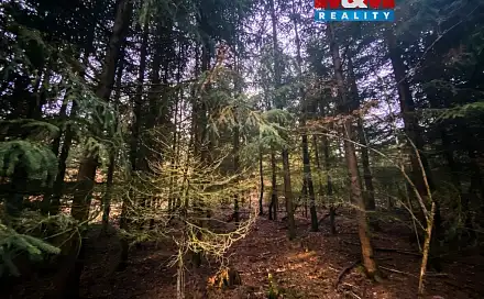 Prodej lesa 6 627 m², Blížejov, okres Domažlice