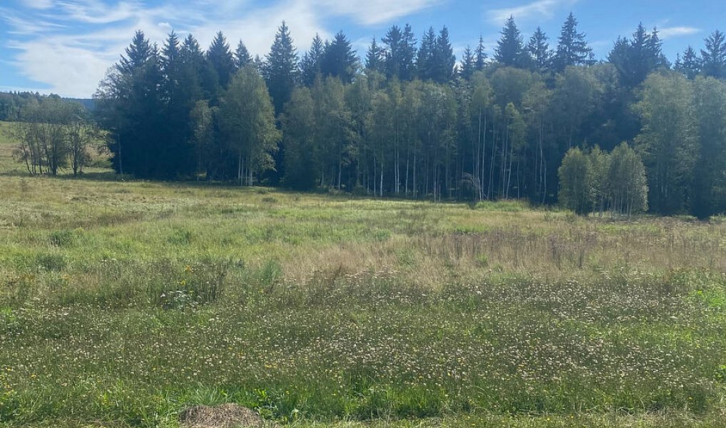 Prodej lesa 29 205 m², Borová Lada – náhled fotky 4