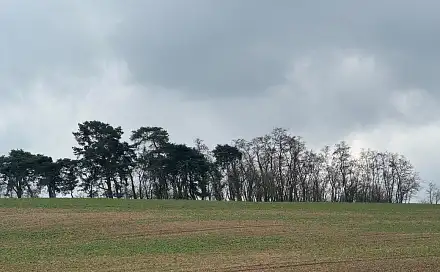 Prodej lesa 1 690 m², Břežany I - Rumburk 2-Horní Jindřichov