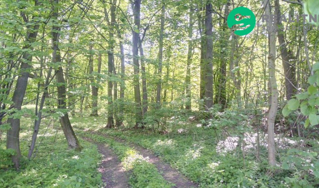Prodej lesa 15 096 m², Ženklava – náhled fotky 5