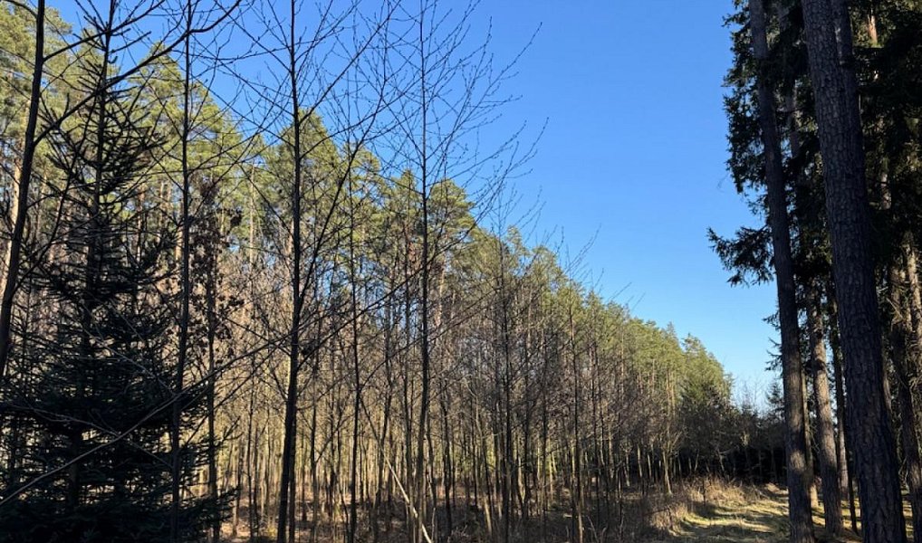 Prodej lesa 6 708 m², Zvěrotice – náhled fotky 5