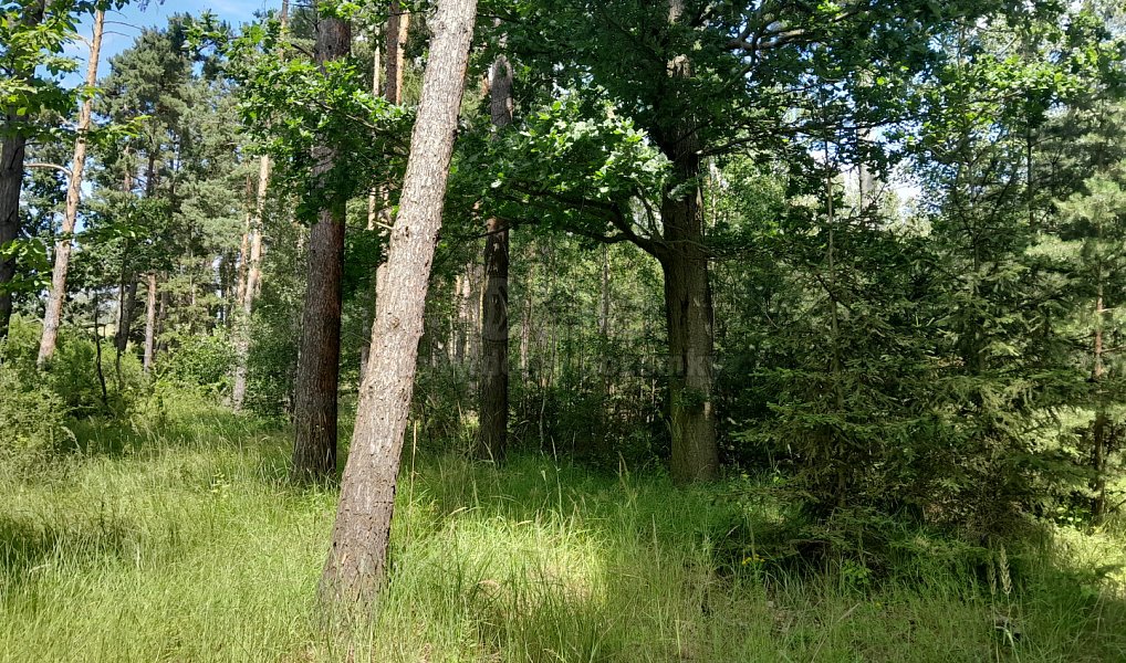 Prodej lesa 18 400 m², Putim – fotka 1 z 3
