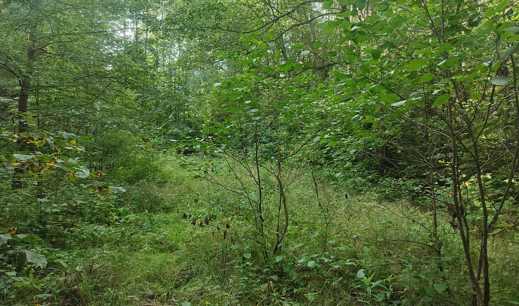 Prodej stavebního pozemku 406 m², Jeseník – náhled fotky 2