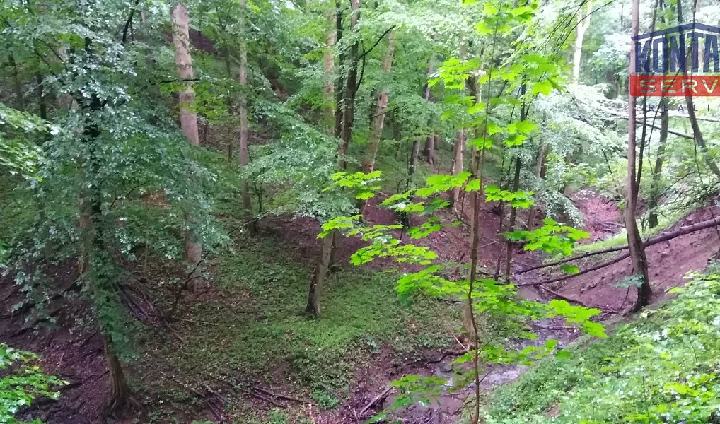 Prodej lesa 12 739 m², Životice u Nového Jičína – náhled fotky 6