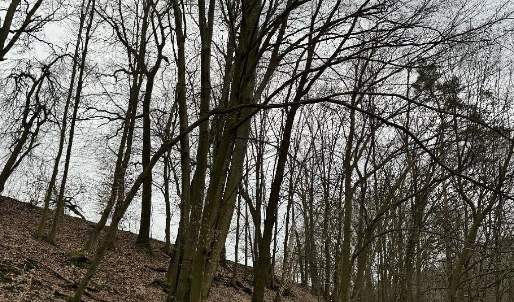 Prodej lesa 7 168 m², Bučovice – náhled fotky 3