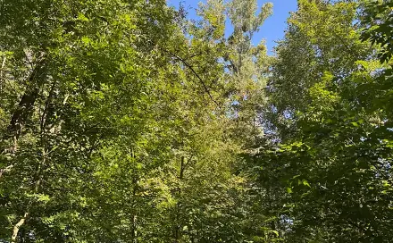 Prodej lesa 4 400 m², Šenov - Mlýny