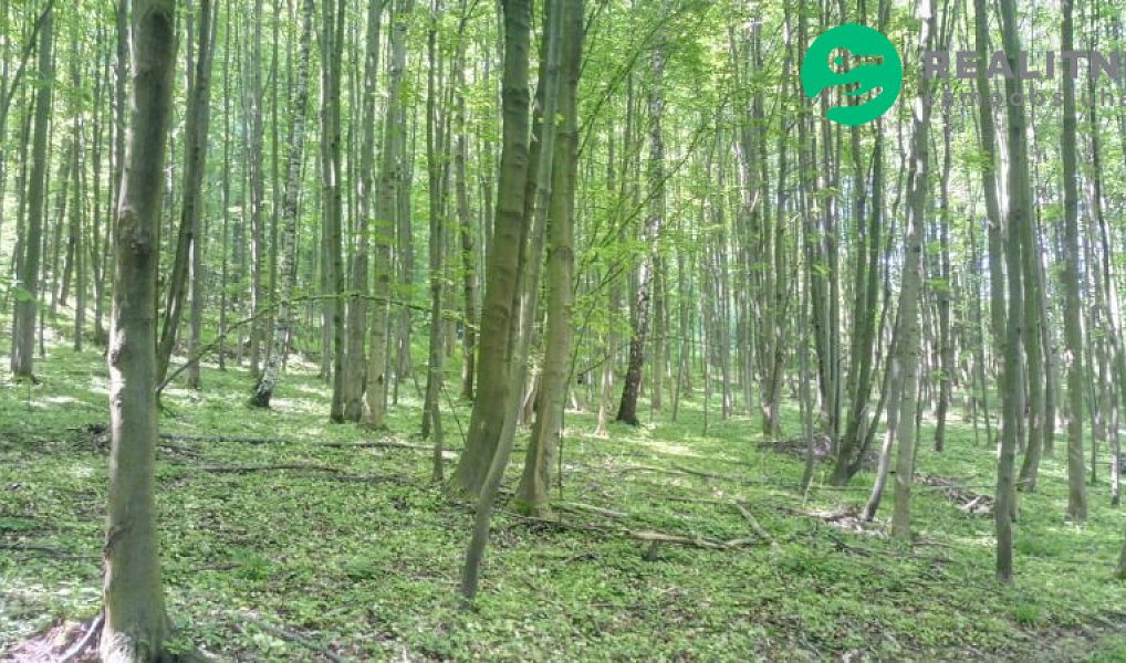 Prodej lesa 15 096 m², Ženklava – náhled fotky 12