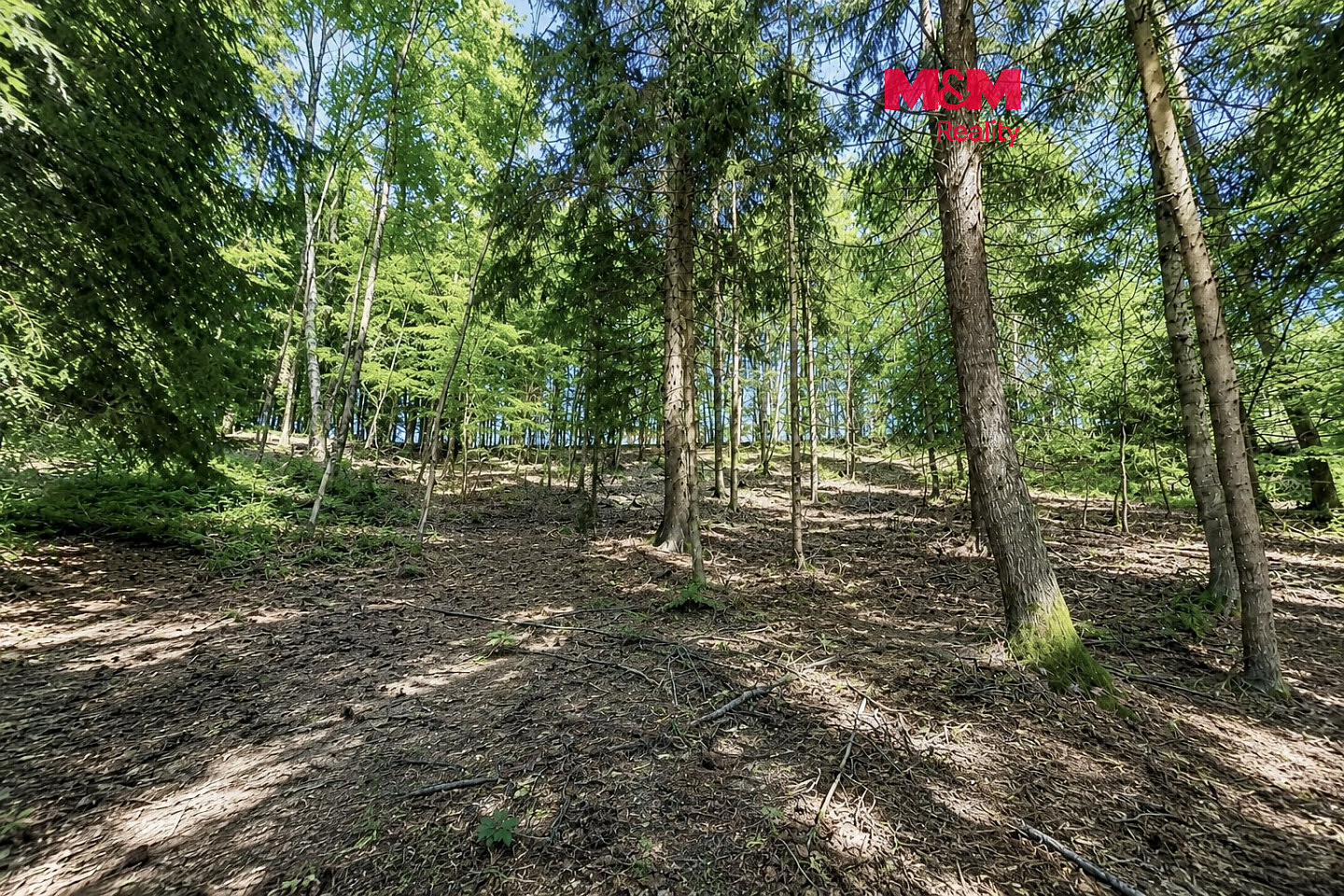 Prodej lesa 6 855 m², Jestřebí