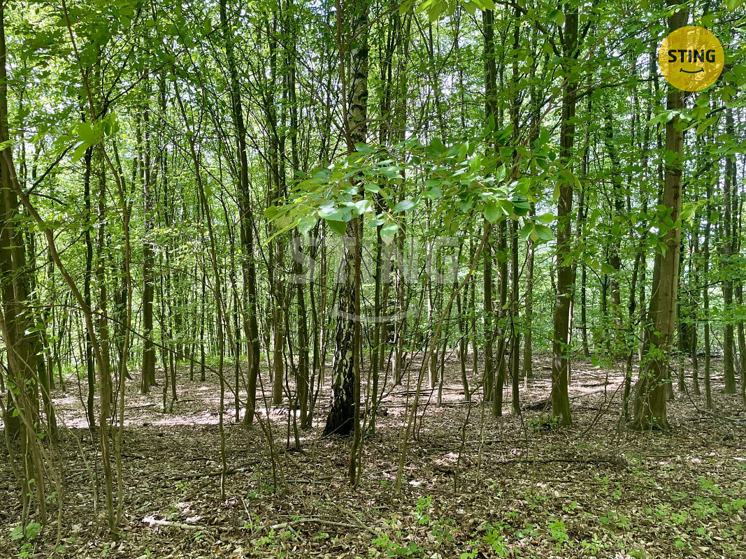 Prodej lesa 16 440 m² – pohled 6