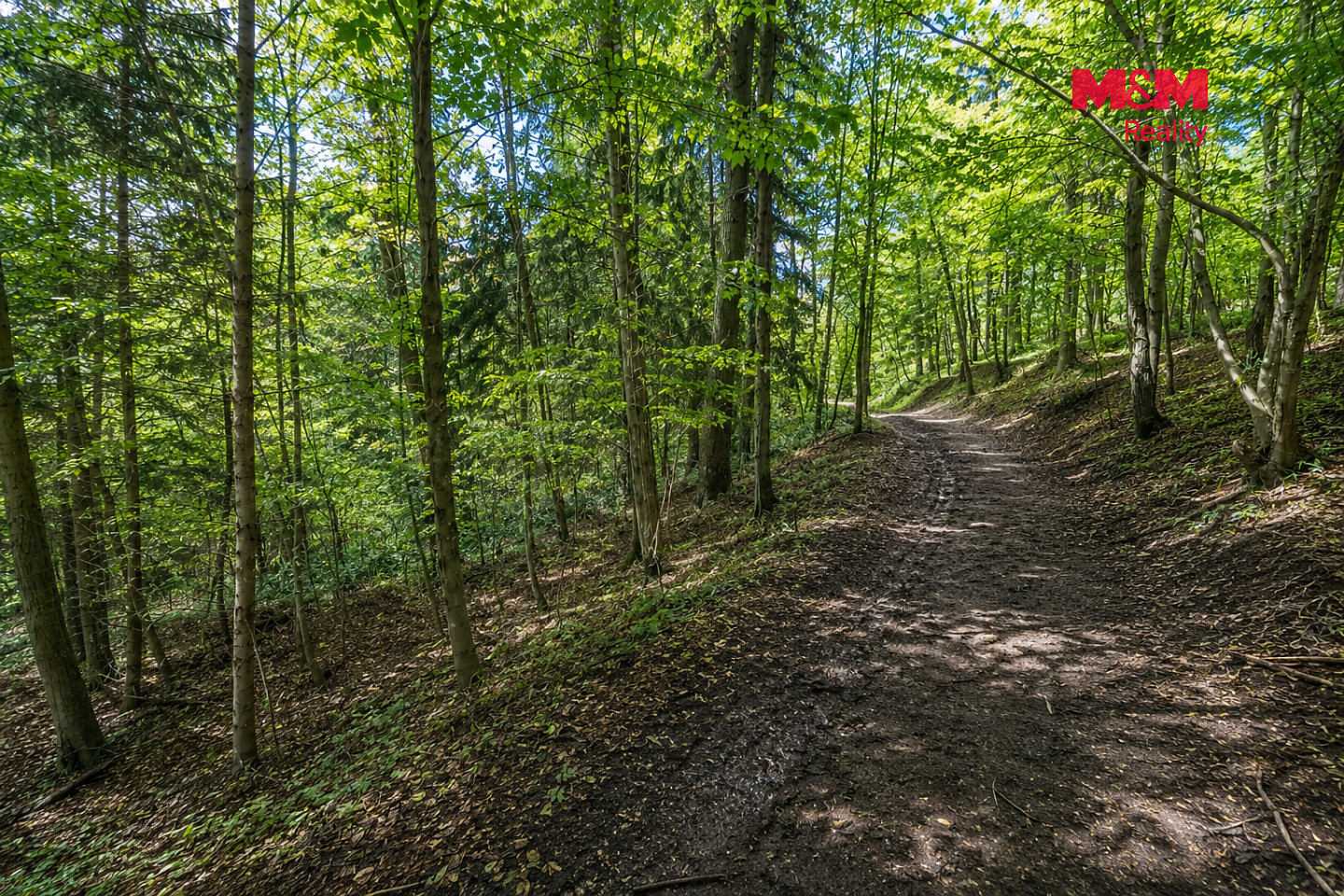 Prodej lesa 6 855 m² – fotografie 2