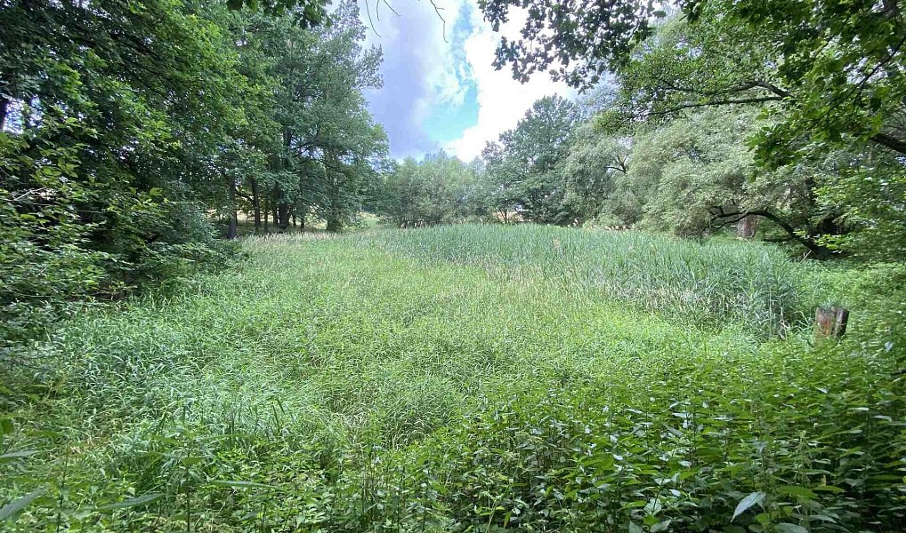 Prodej louky 4 246 m², Nové Hrady – náhled fotky 13