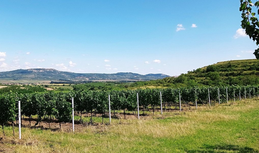 Prodej pozemku 90 769 m², Dolní Dunajovice – náhled fotky 13