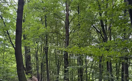 Prodej lesa 7 118 m², Nýřany, okres Plzeň-sever