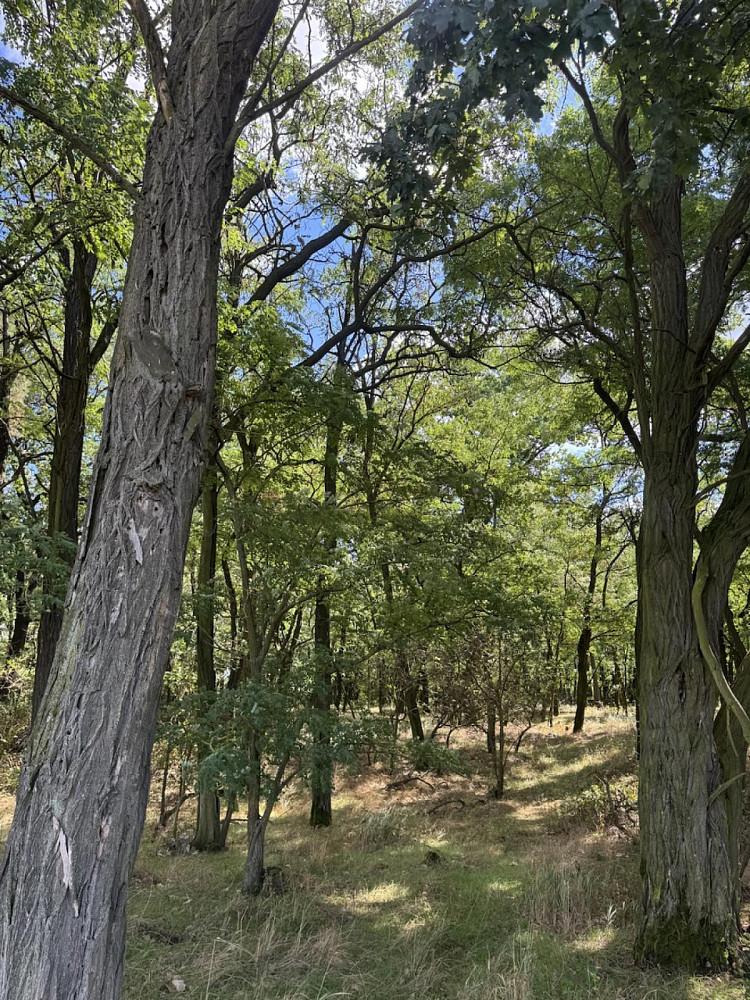 Prodej lesa 5 344 m²