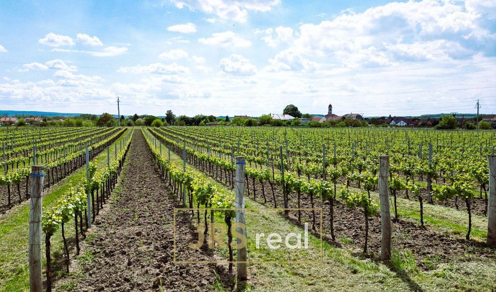 Prodej pole 3 474 m², Březí – náhled fotky 2