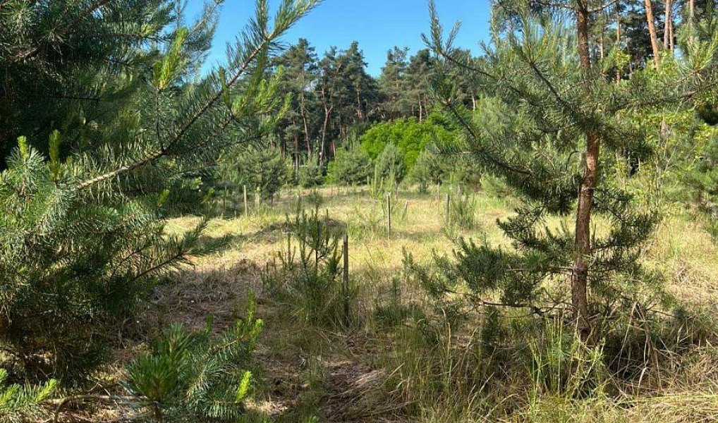 Prodej lesa 8 713 m², Vracov – náhled fotky 4