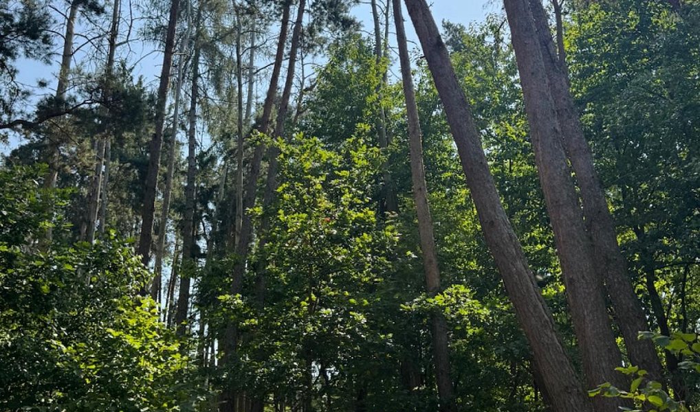Prodej lesa 3 827 m², Krejnice – náhled fotky 4