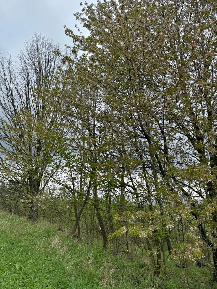 Prodej lesa 12 070 m² – další