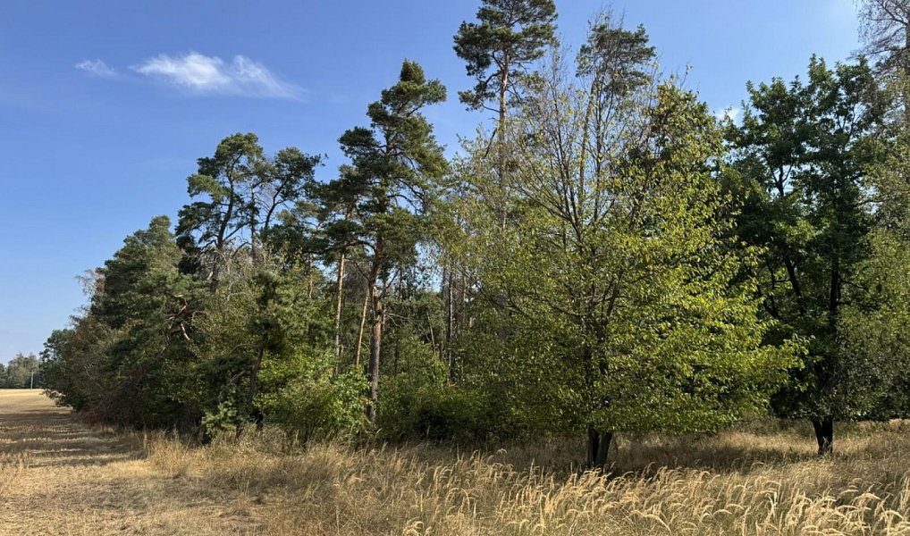 Prodej lesa 3 660 m², Sedlec – náhled fotky 2