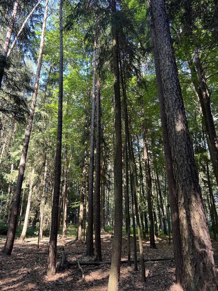 Prodej lesa 13 667 m² – fotografie 5