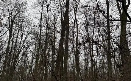 Prodej lesa 1 819 m², Mutěnice - Bdeněves