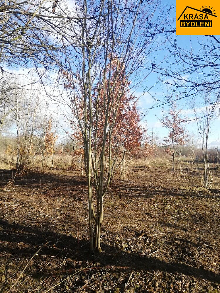 Prodej zahrady 470 m² — photo 4