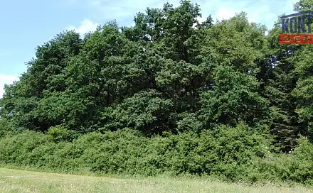 Prodej lesa 9 268 m², Spálené Poříčí - Záluží, okres Plzeň-Jih