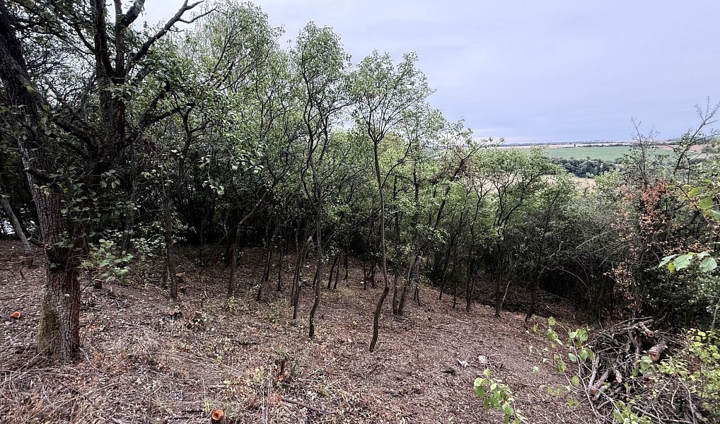 Prodej zahrady 464 m², Brandýsek – náhled fotky 3