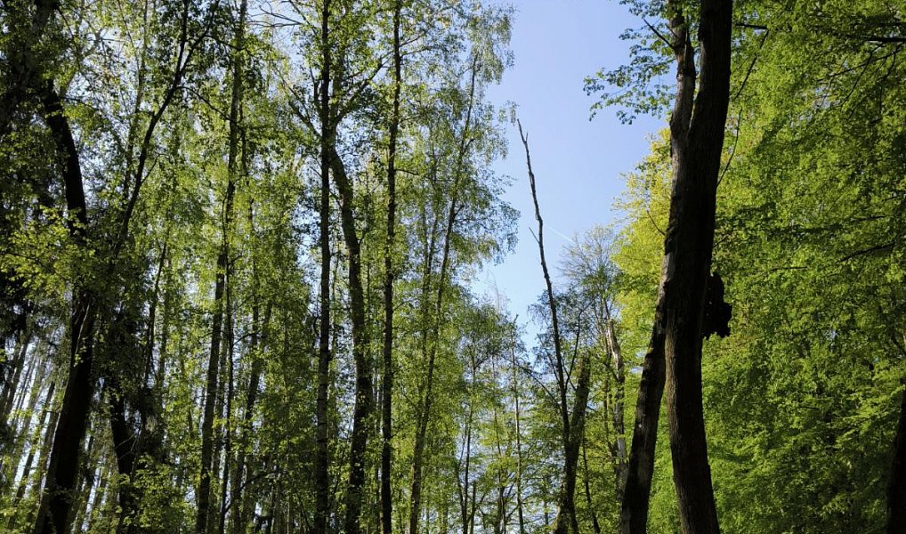 Prodej lesa 5 226 m², Nebužely – náhled fotky 2