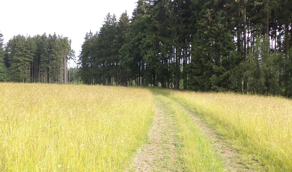 Prodej pozemku 4 031 m², Horní Štěpánov – náhled fotky 3