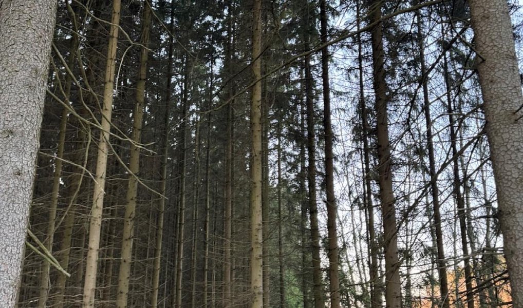 Prodej lesa 4 610 m², Stará Paka – náhled fotky 17