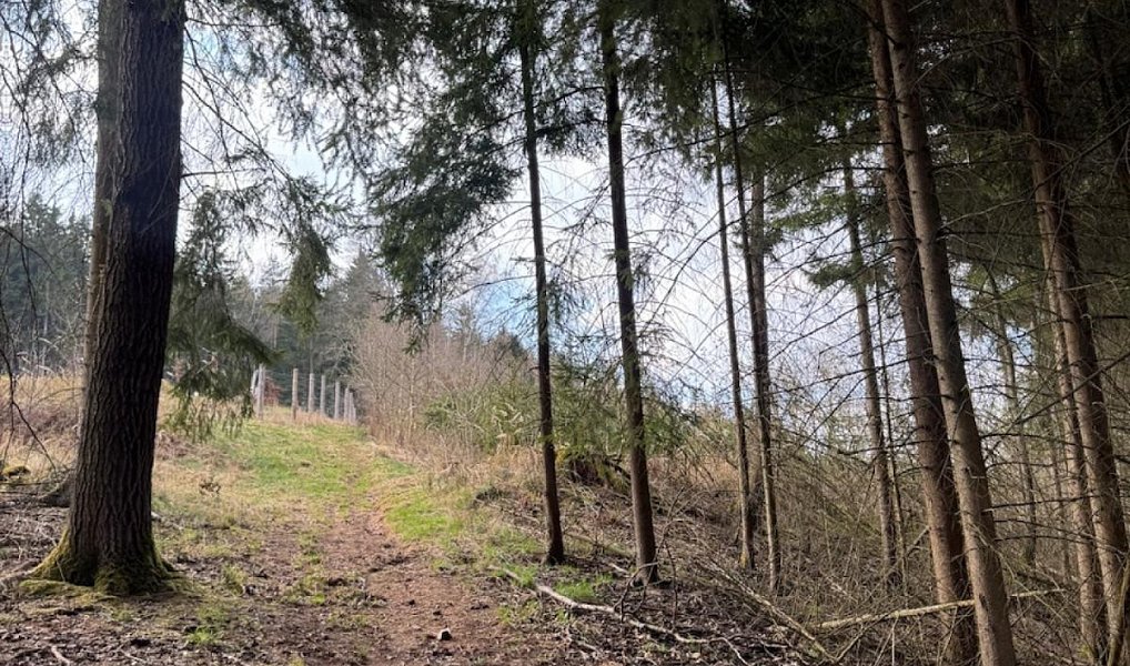 Prodej lesa 4 730 m², Suchovršice – náhled fotky 2