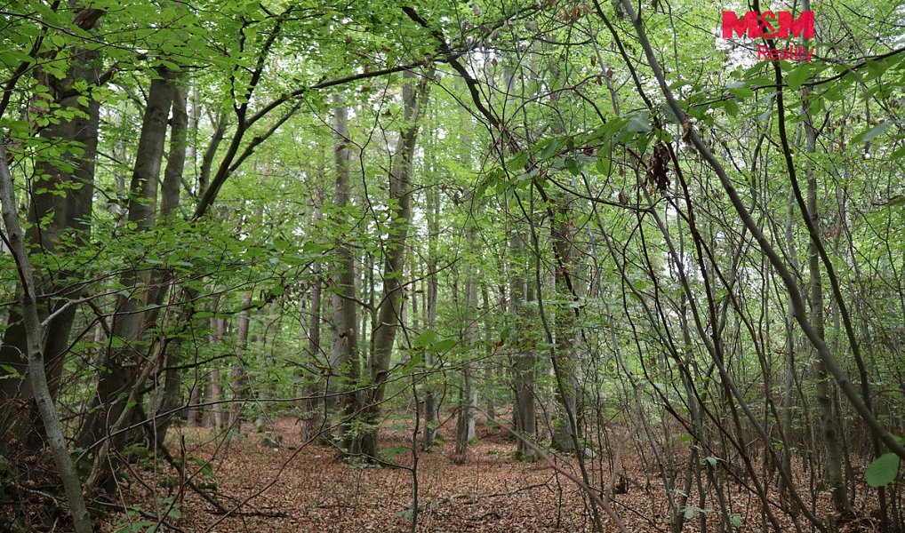 Prodej lesa 1 762 m², Chanovice – náhled fotky 8