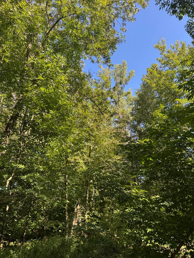 Prodej lesa 4 400 m²