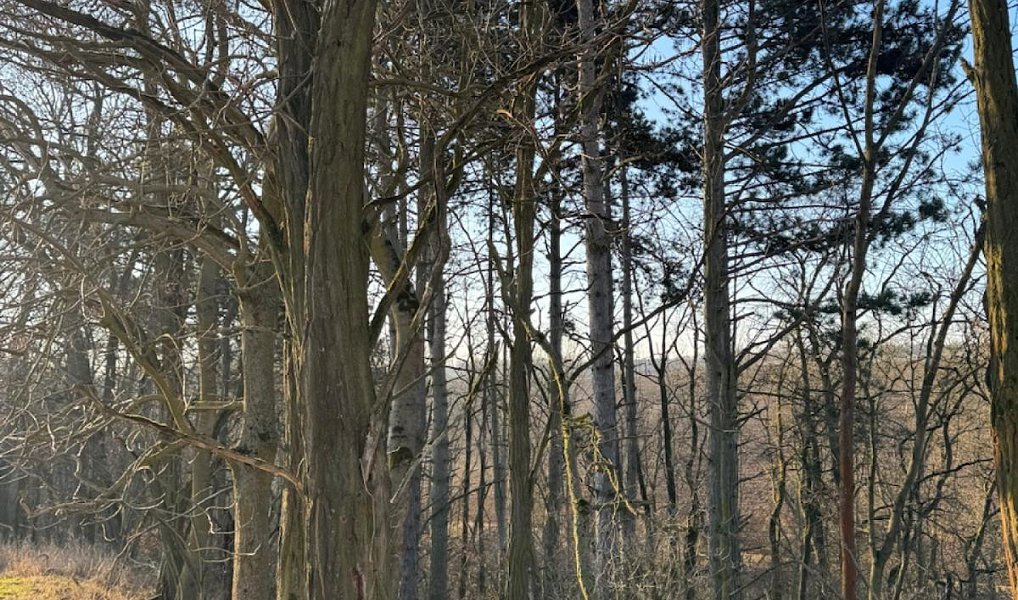 Prodej lesa 14 454 m², Mělnické Vtelno – náhled fotky 12