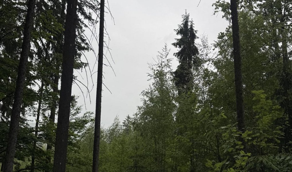 Prodej lesa 1 819 m², Tanvald – náhled fotky 8