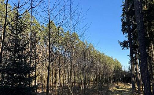 Prodej lesa 6 708 m², Sedlečko u Soběslavě, okres Tábor