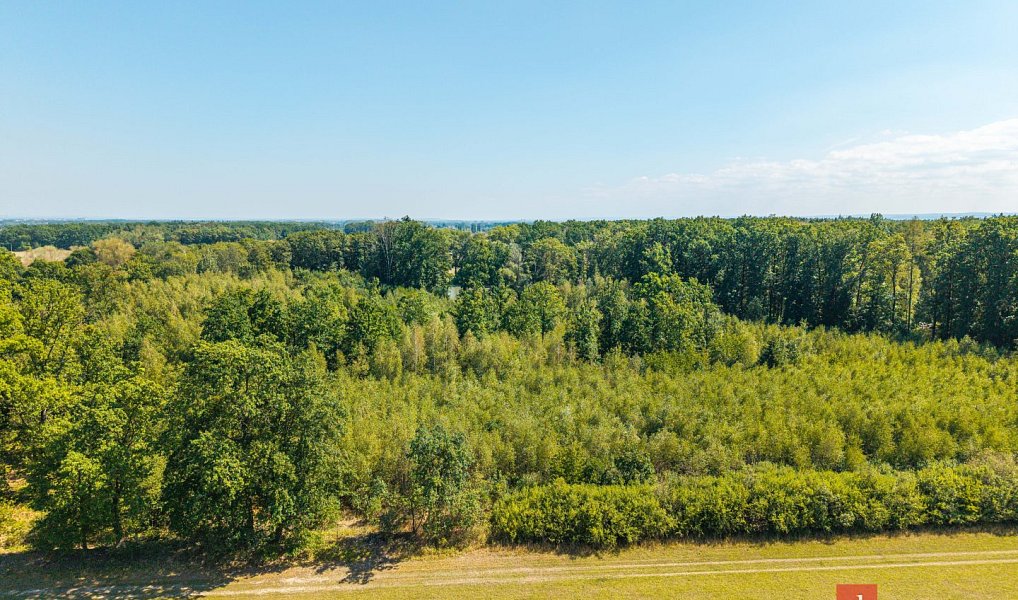 Prodej lesa 37 347 m², Pardubice – náhled fotky 2