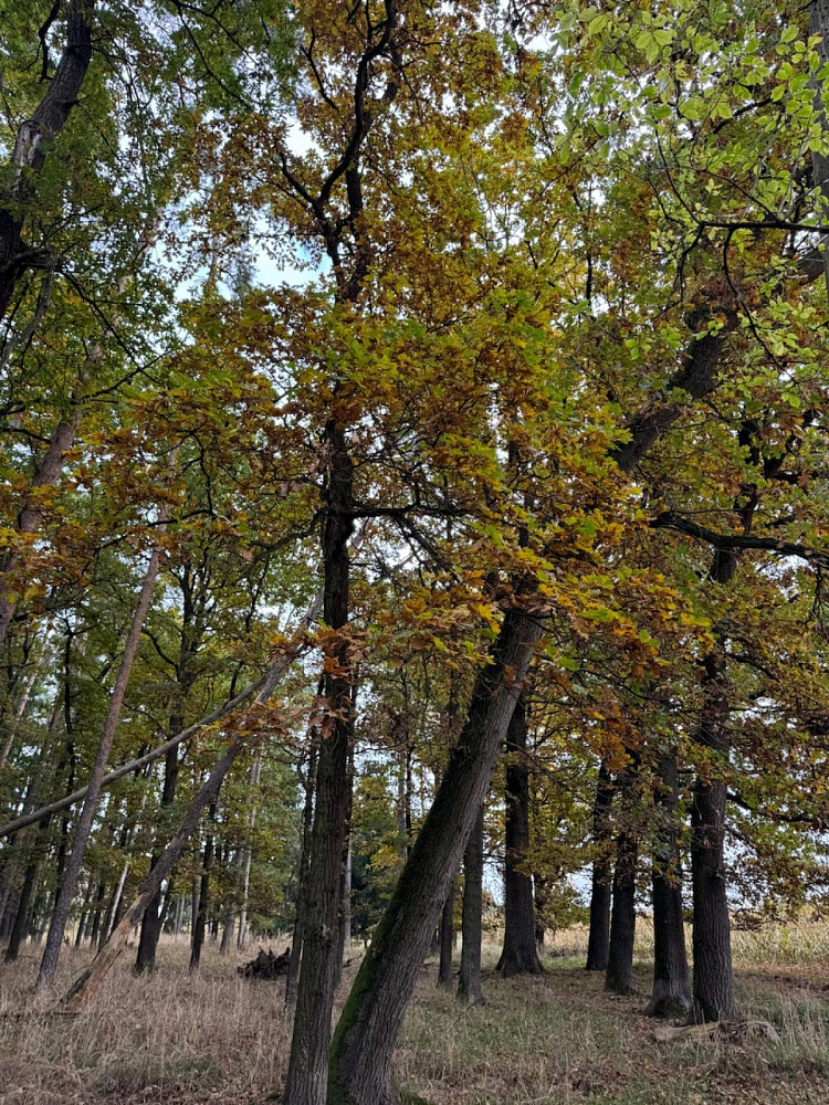 Fotka 6 z 18