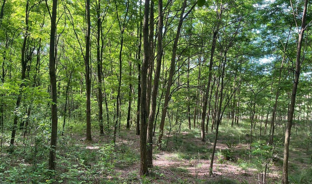 Prodej lesa 8 713 m², Vracov – náhled fotky 6