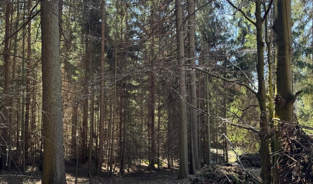 Prodej pozemku 18 432 m², Studená – náhled fotky 6