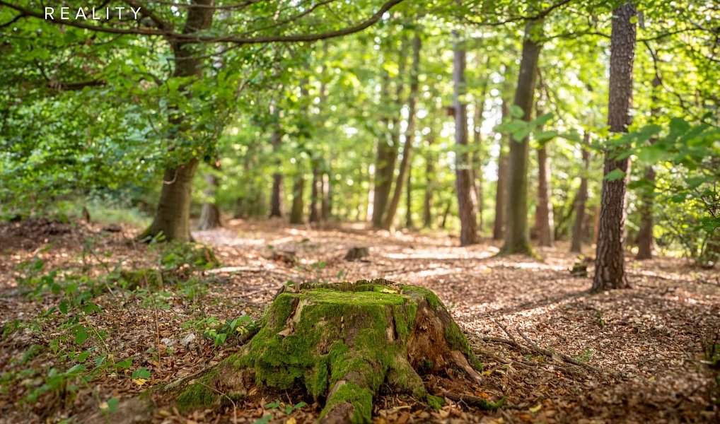 Prodej lesa 985 653 m², Žerčice – náhled fotky 23