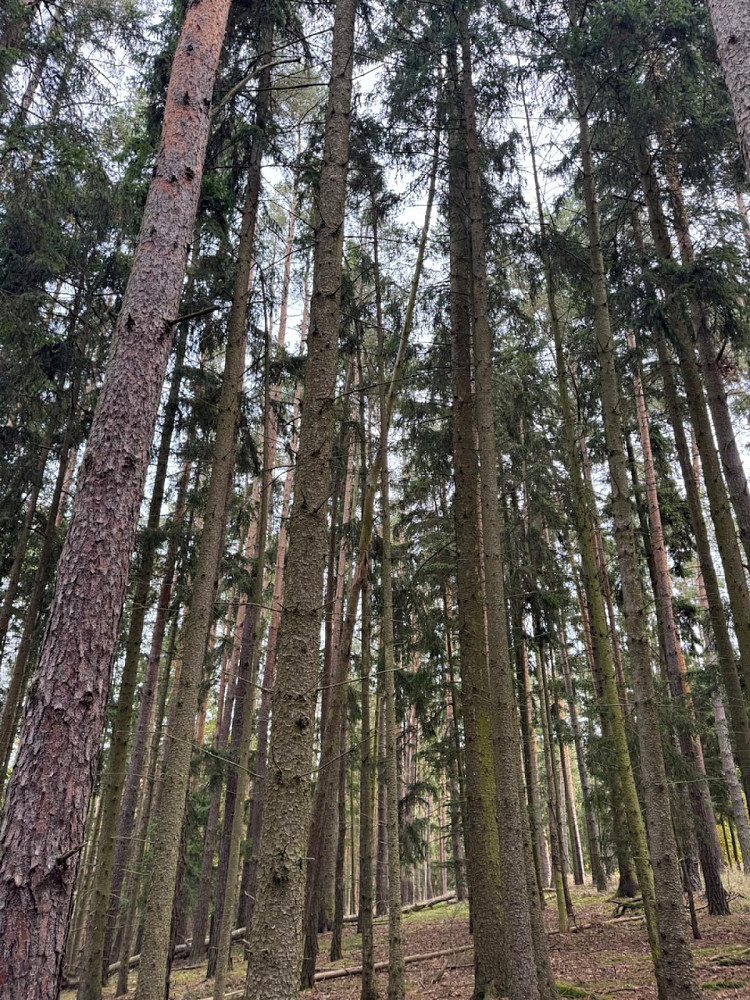 Fotka 7 z 18