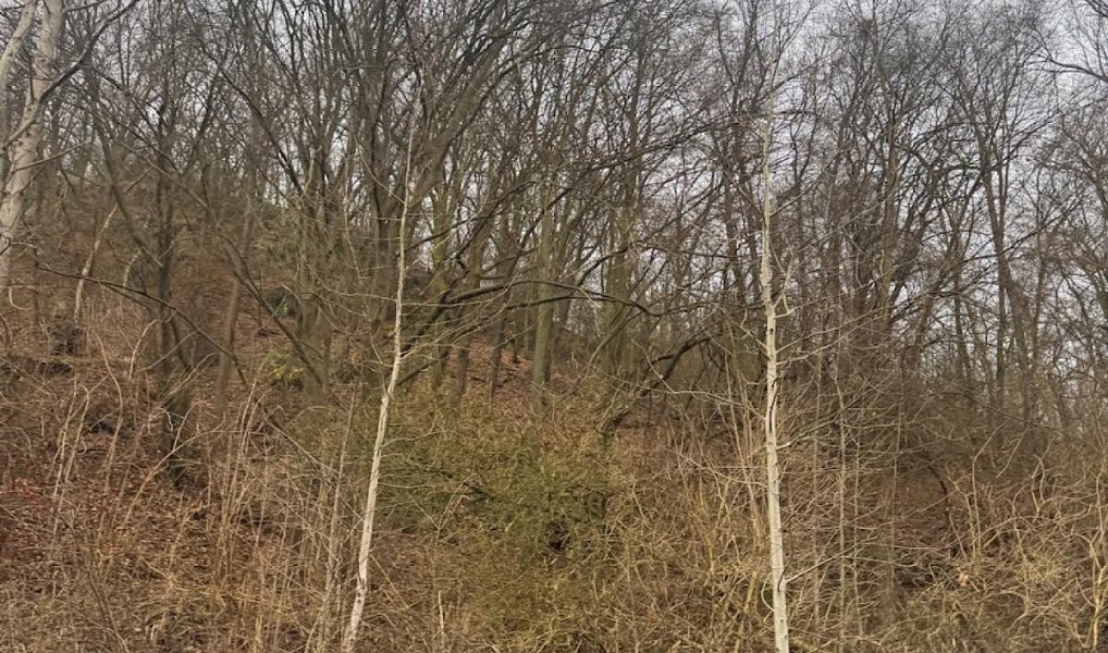 Prodej lesa 9 837 m², Ryjice – náhled fotky 8