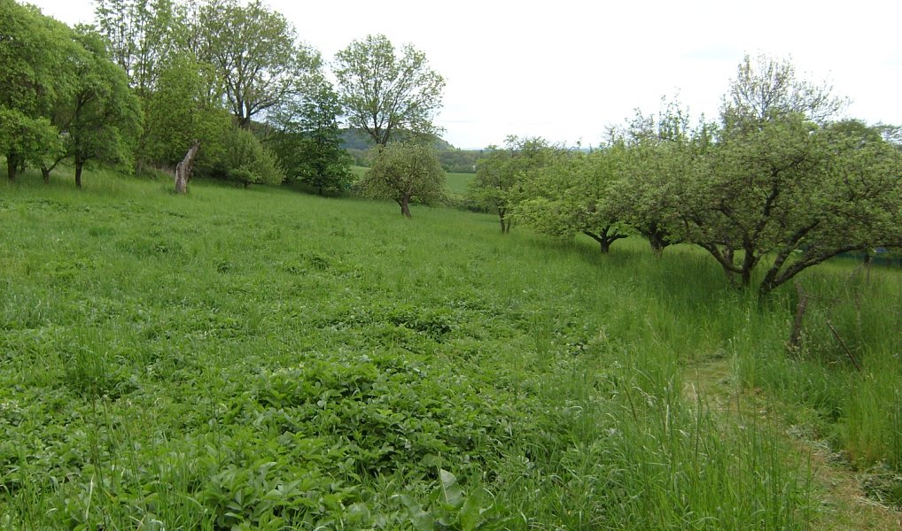 Prodej domu 100 m² s pozemkem 6 962 m², Jenišovice – náhled fotky 21