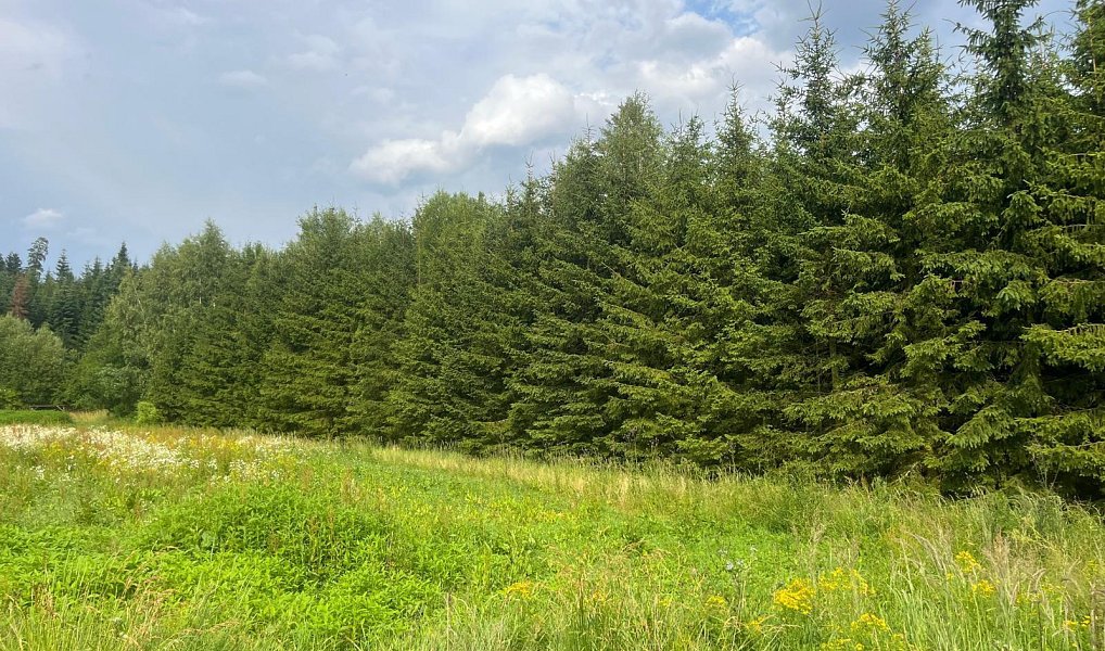 Prodej lesa 15 237 m², Stařeč – náhled fotky 3
