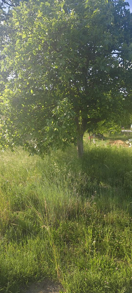 Prodej stavebního pozemku 2 431 m² – fotografie 3